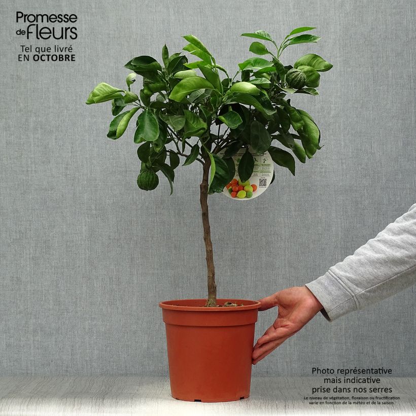 Ejemplar de Naranjo Corrugata - Citrus sinensis x aurantium Maceta 4L/5L, 1/4 tallo entregado en otoño