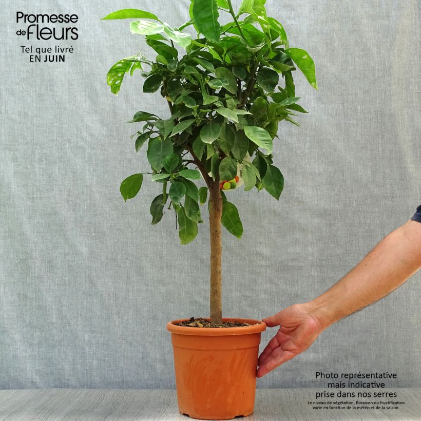 Ejemplar de Naranjo Corrugata - Citrus sinensis x aurantium Maceta 4L/5L, 1/4 talloAltura de entrega aprox. 50/60cm entregado en verano