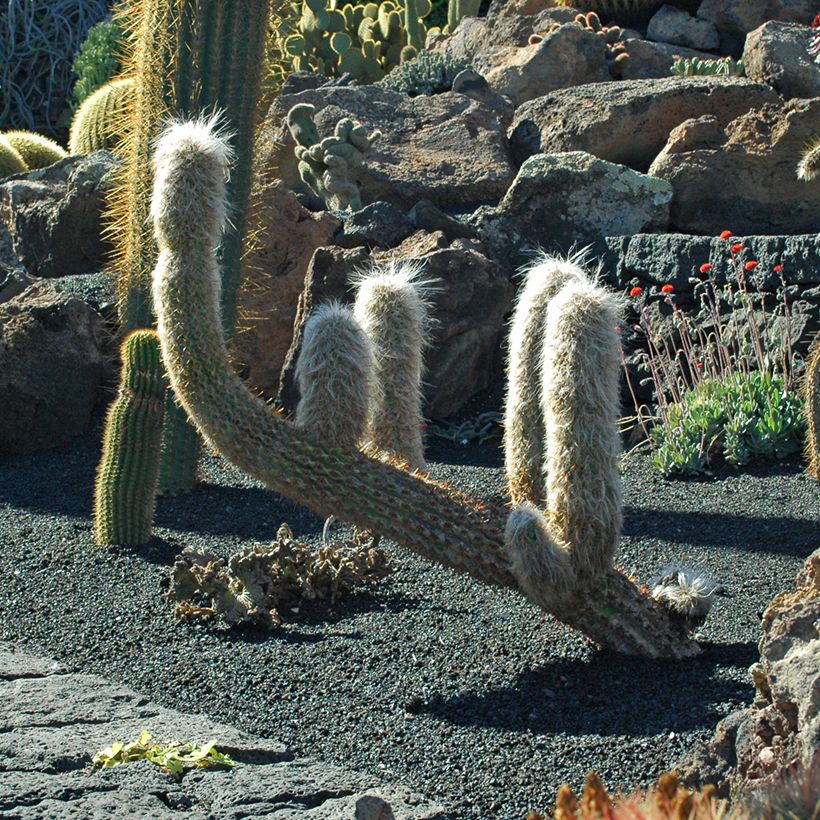 Oreocereus trollii - Catus (Porte)