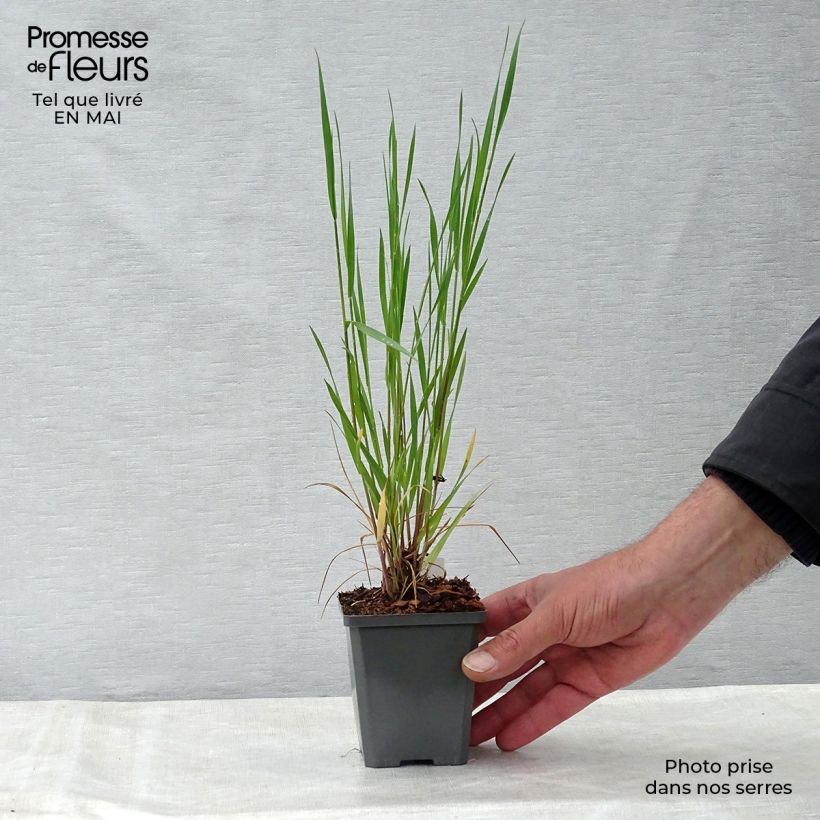 Hordeum jubatum Maceta de 8/9 cm Ejemplar entregado en la primavera
