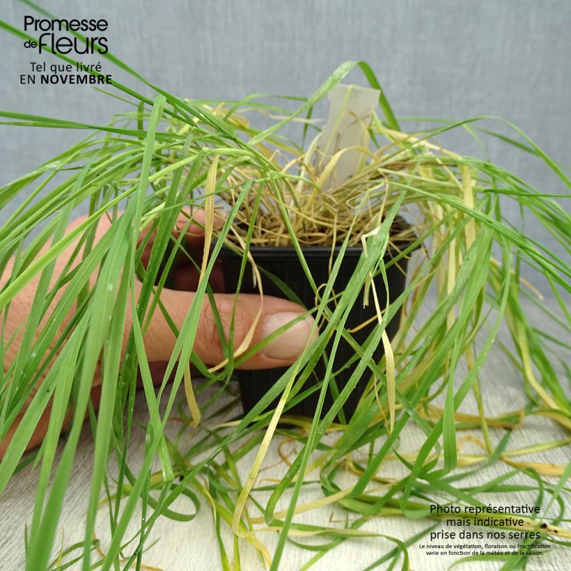 Ejemplar de Hordeum jubatum Maceta de 8/9 cm entregado en otoño