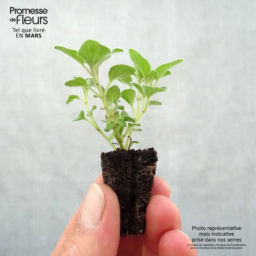 Orégano Hot and Spicy minicepellón: Ø 3/4 cm Ejemplar entregado en la primavera