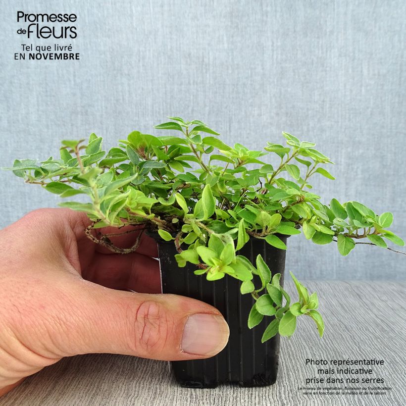 Ejemplar de Orégano Aureum Maceta de 7/8 cm entregado en otoño