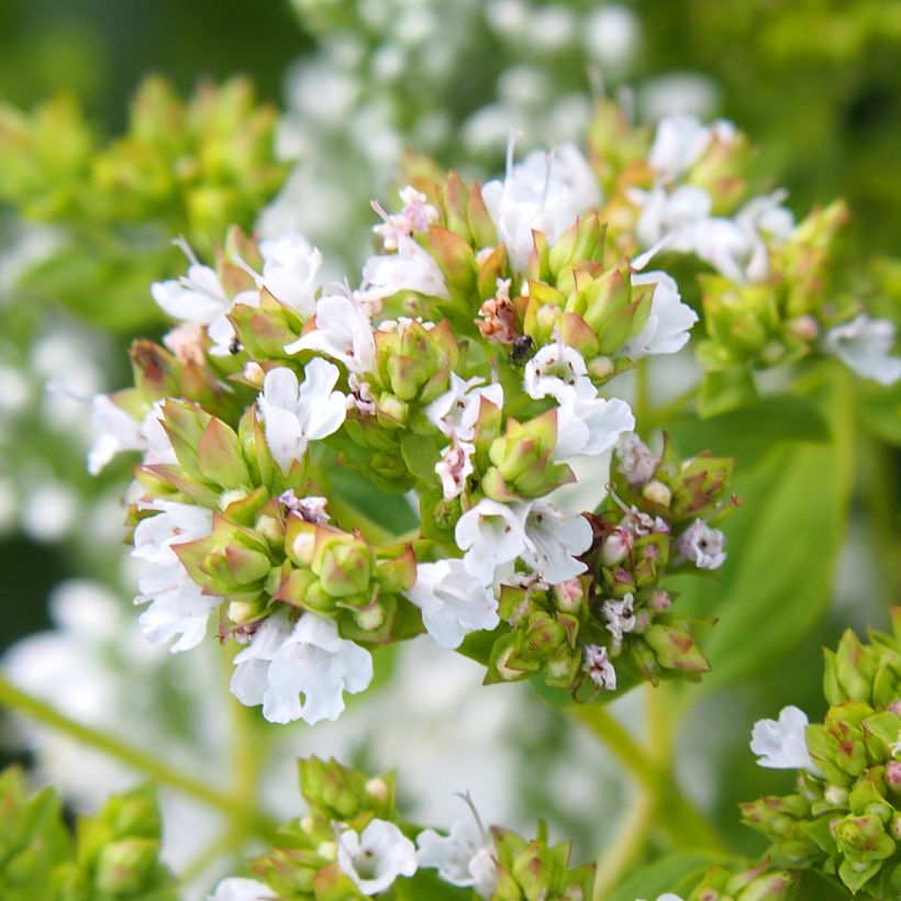 Orégano Thumbles Variety (Floración)