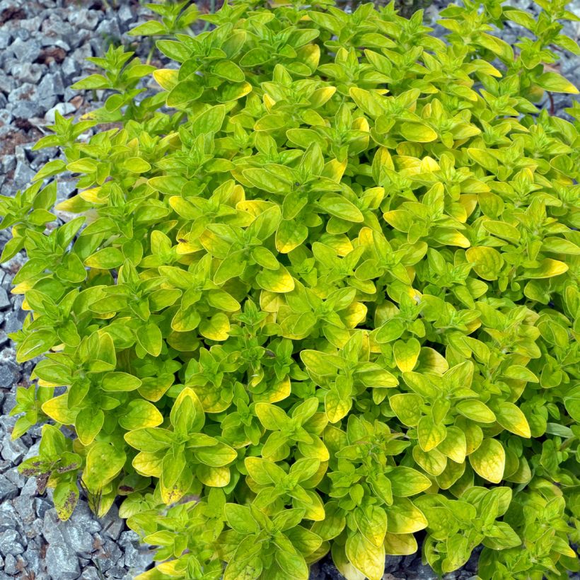 Orégano Thumbles Variety (Porte)