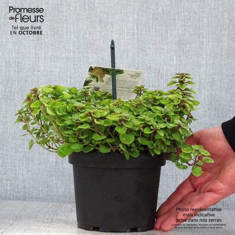 Ejemplar de Orégano Thumbles Variety Maceta 1,5L/2L entregado en otoño