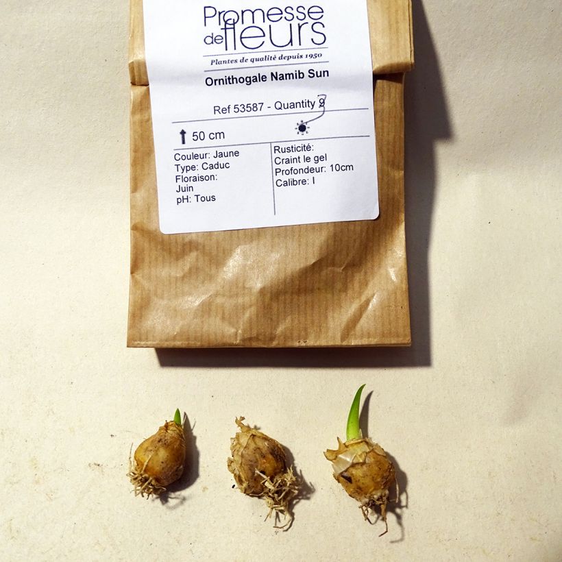 Ejemplo de ejemplar de Ornithogalum Namib Sun Bulbo calibre 5+ tal y como se entrega
