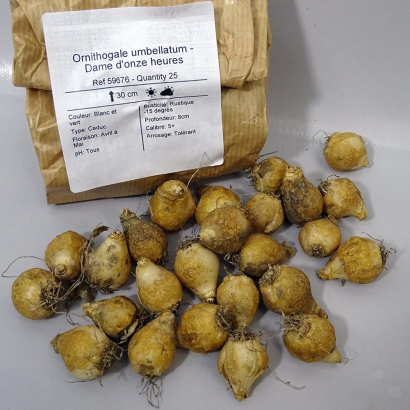 Ejemplo de ejemplar de Ornithogalum umbellatum - Estrella de Belén Bulbo calibre 6+ tal y como se entrega