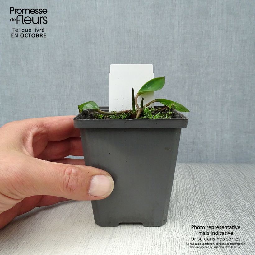 Ejemplar de Orontium aquaticum Maceta de 8/9 cm entregado en otoño
