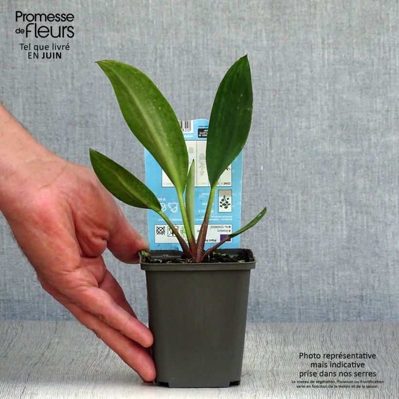 Ejemplar de Orontium aquaticum - oronce - plante bougie Godet de 9cm entregado en verano