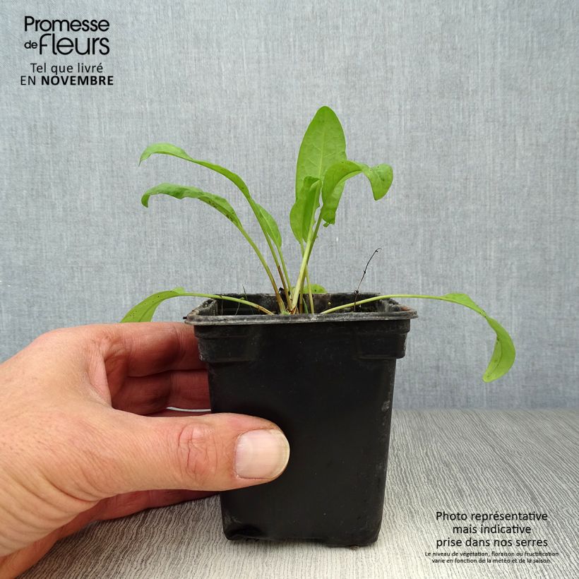 Ejemplar de Acederón Bio - Rumex patientia Maceta de 8/9 cm entregado en otoño