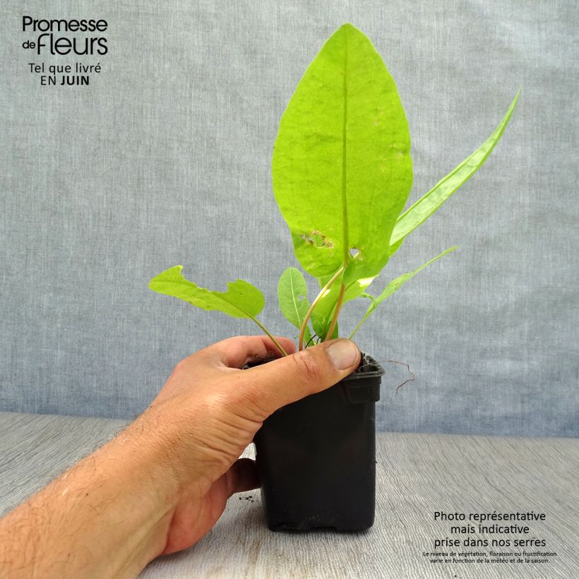 Ejemplar de Acederón Bio - Rumex patientia Maceta de 8/9 cm entregado en verano