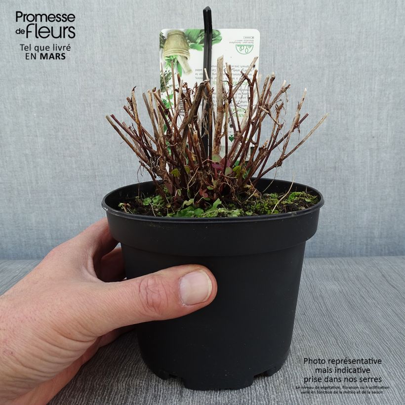 Acedera romana - Rumex scutatus Maceta 1,5L/2L Ejemplar entregado en invierno