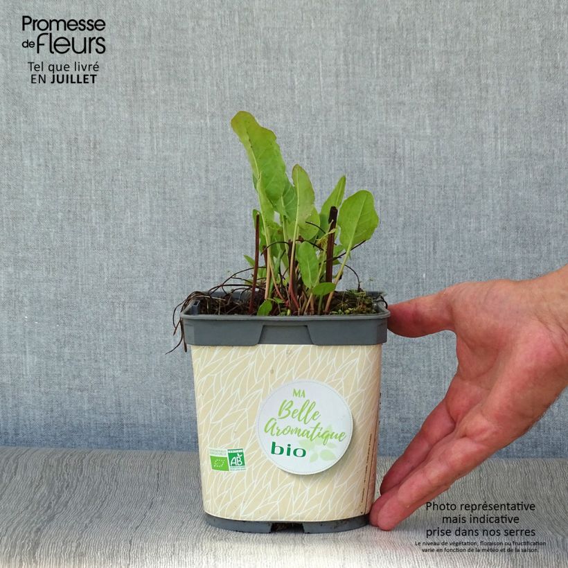 Ejemplar de Acedera romana Bio - Rumex scutatus Maceta 2L/3L entregado en verano