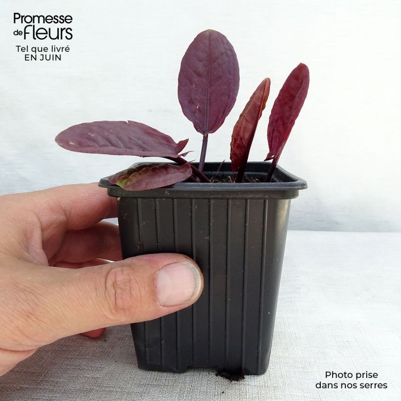 Ejemplar de Acedera romana Purpurea - Rumex scutatus Maceta de 8/9 cm entregado en verano