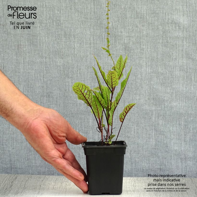 Ejemplar de Acedera - Rumex sanguineus Maceta de 8/9 cm entregado en verano
