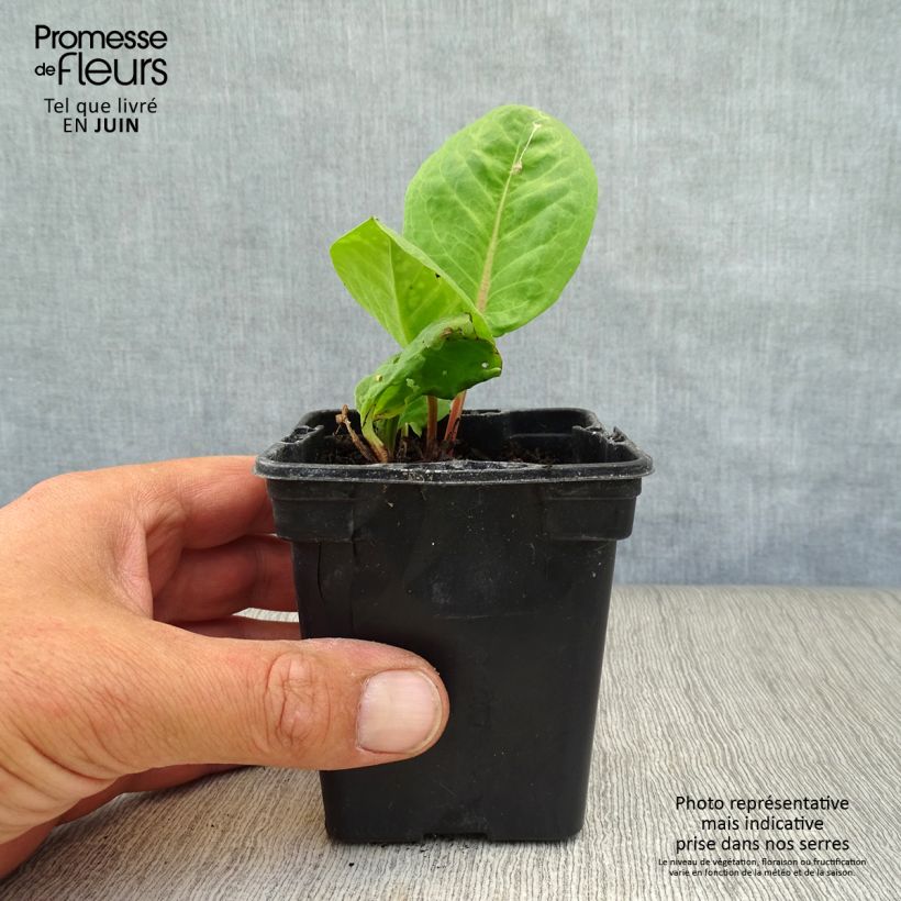 Ejemplar de Acedera - Rumex arifolius Maceta de 8/9 cm entregado en verano