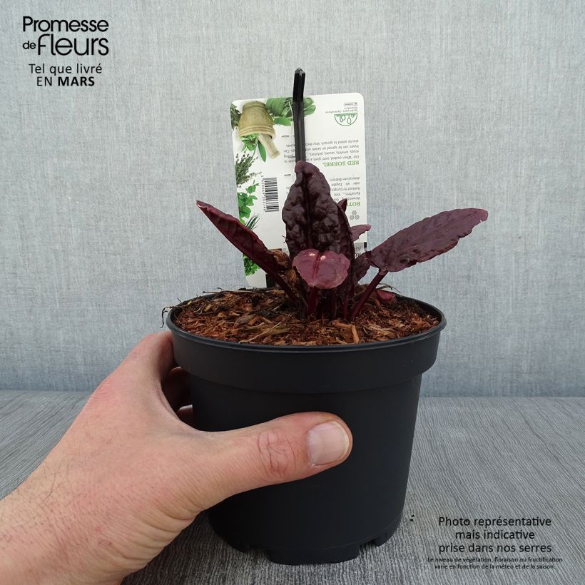 Acedera Ruber - Rumex arifolius Maceta 1,5L/2L Ejemplar entregado en invierno
