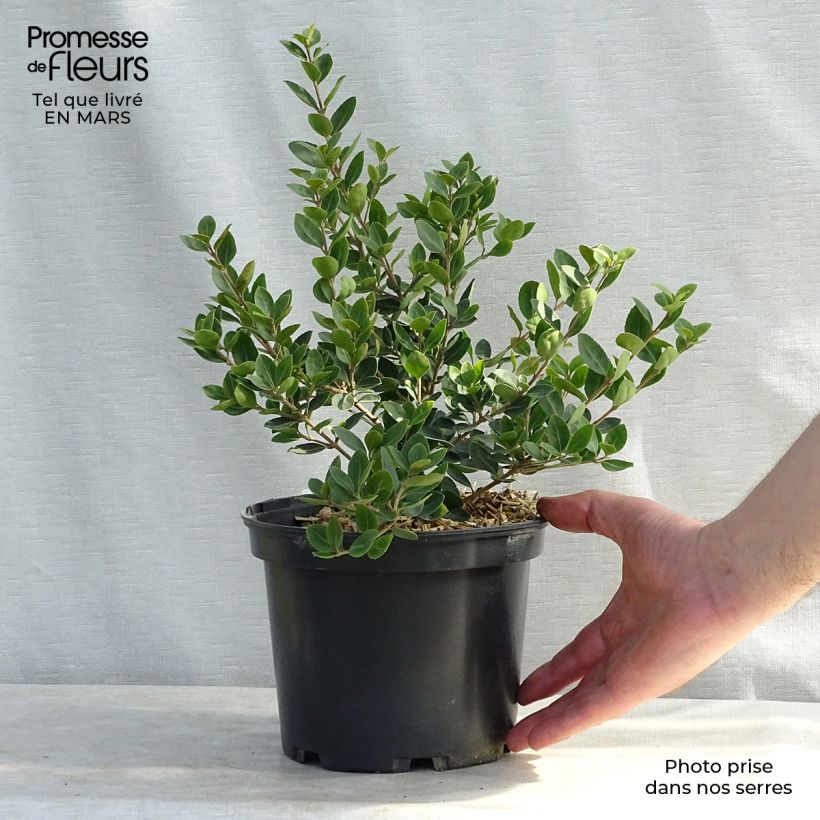 Osmanthus delavayi Heaven Scent Maceta 1L/1,5L Ejemplar entregado en invierno