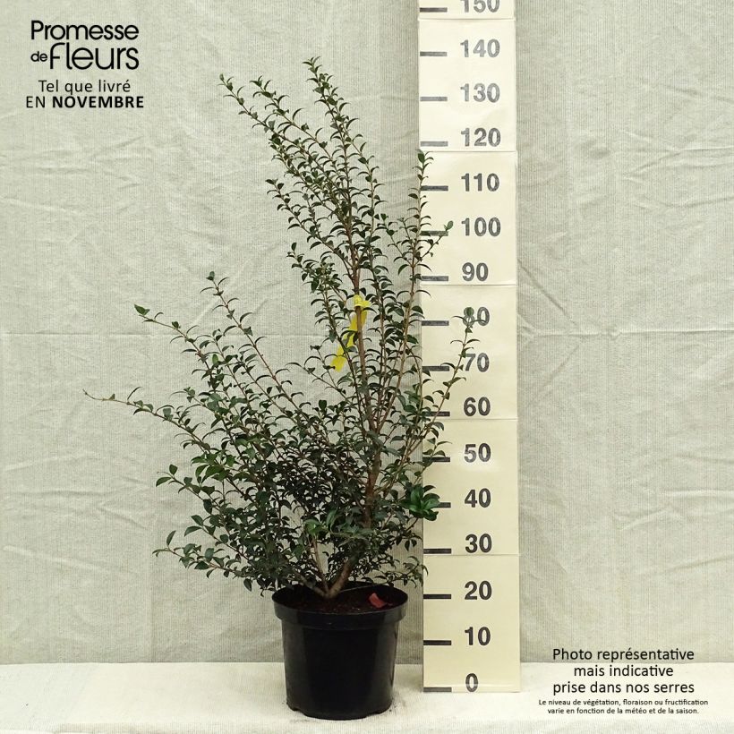 Ejemplar de Osmanthus burkwoodii - Acebo de Burkwood Maceta 6L/7L entregado en otoño