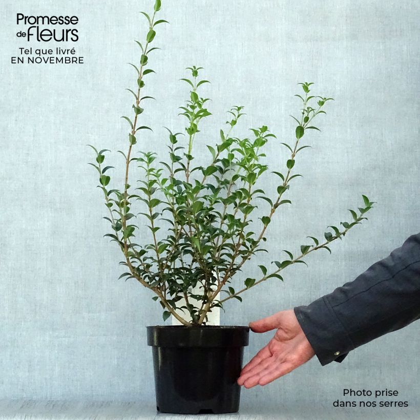 Ejemplar de Osmanthus burkwoodii - Acebo de Burkwood Maceta 2L/3L entregado en otoño