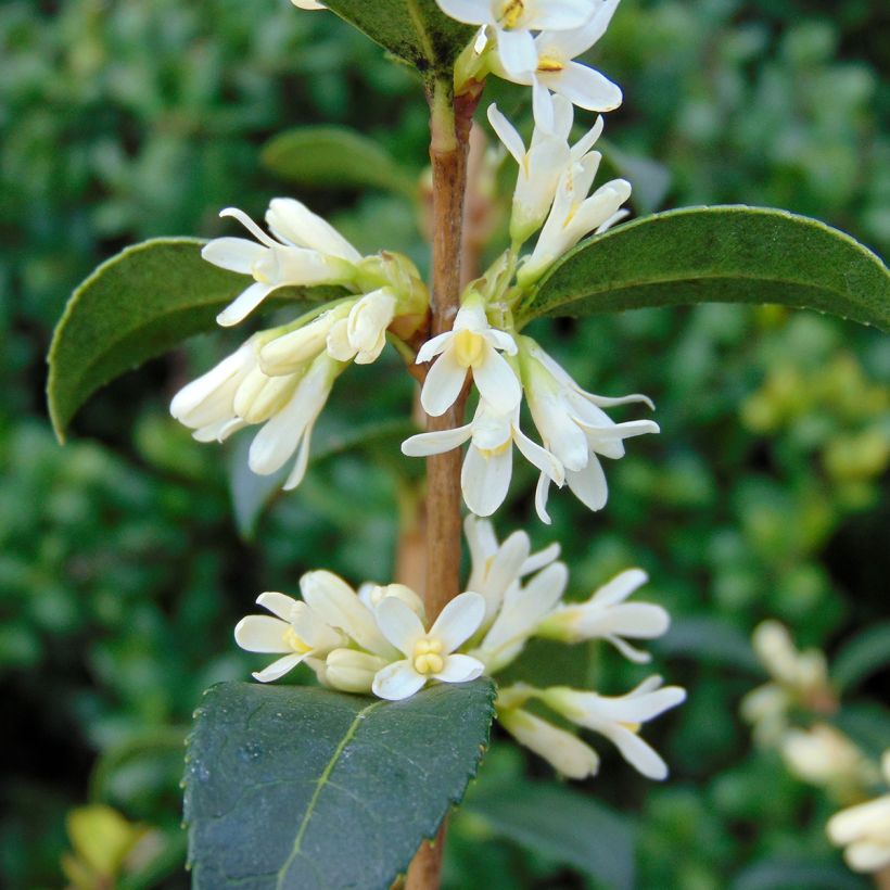 Osmanthus burkwoodii - Acebo de Burkwood (Floración)