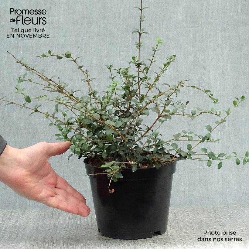 Ejemplar de Osmanthus delavayi Maceta 2L/3L entregado en otoño
