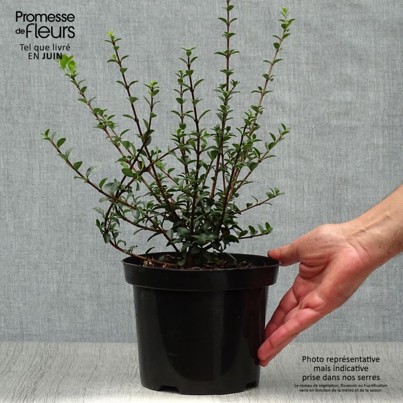 Ejemplar de Osmanthus delavayi - Osmanthe de Delavay Pot de 2L/3L entregado en verano