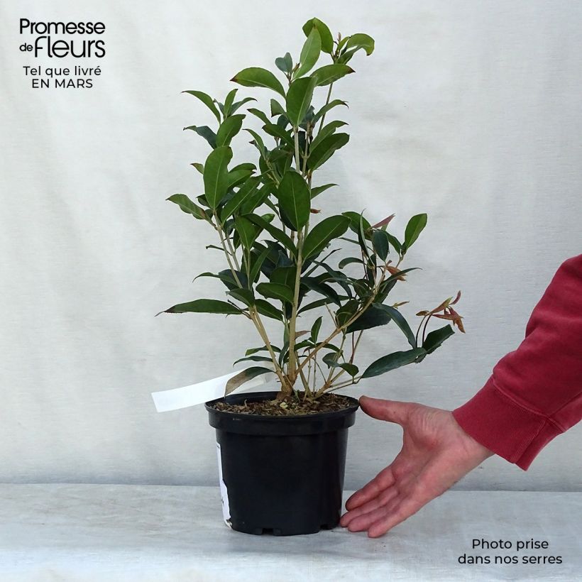 Osmanthus fragrans - Olivo fragante Maceta 2L/3LAltura de entrega aprox. 20/40cm Ejemplar entregado en la primavera