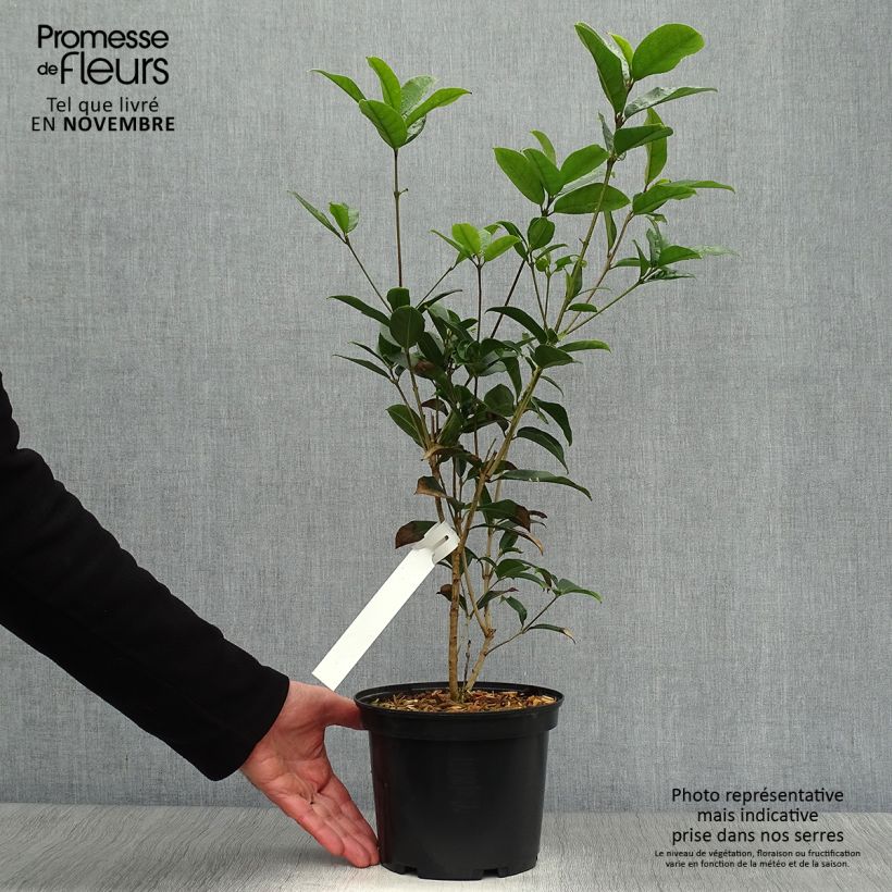 Ejemplar de Osmanthus fragrans - Olivo fragante Maceta 2L/3L entregado en otoño
