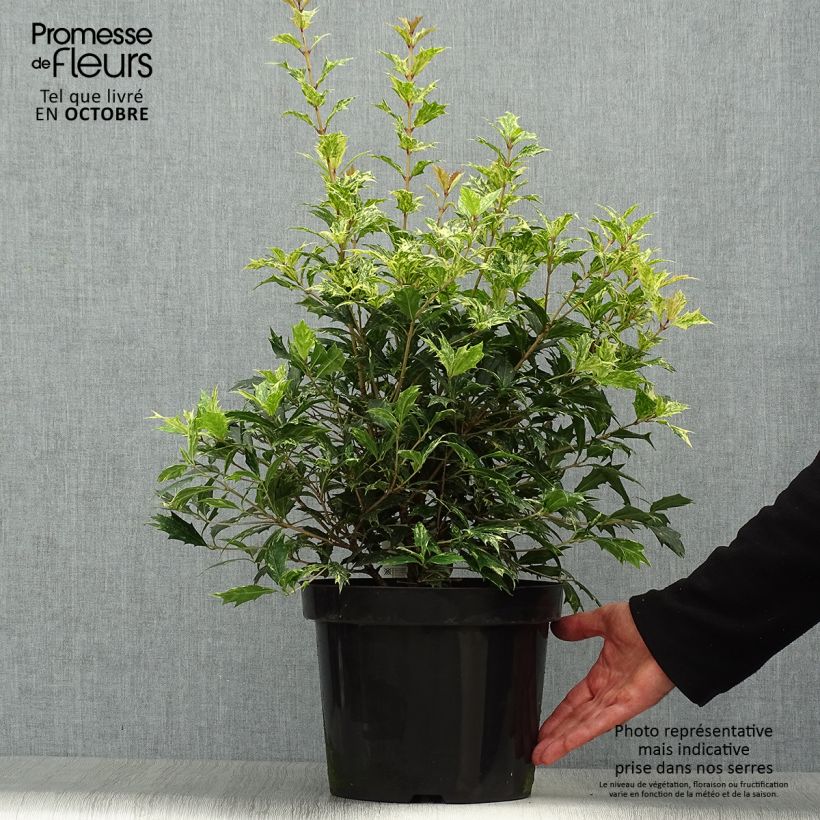 Ejemplar de Osmanthus heterophyllus Tricolor - Acebo chino Maceta 7,5L/10L entregado en otoño