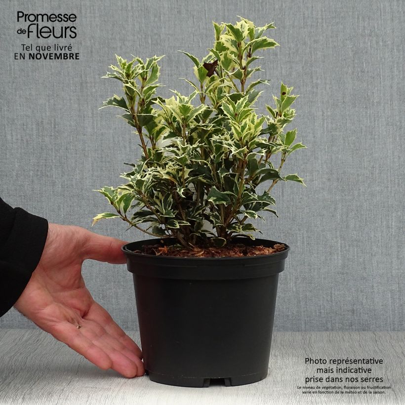 Ejemplar de Osmanthus heterophyllus Variegatus - Acebo chino Maceta 2L/3L entregado en otoño