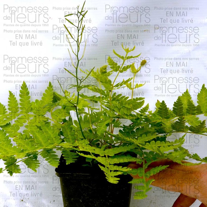 Ejemplo de ejemplar de Osmunda cinnamonea - Helecho Maceta de 8/9 cm tal y como se entrega