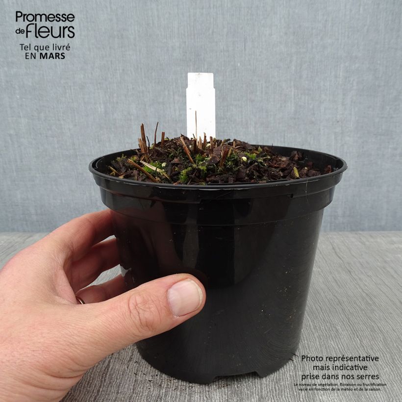 Osmunda claytoniana - Helecho Maceta 2L/3L Ejemplar entregado en invierno