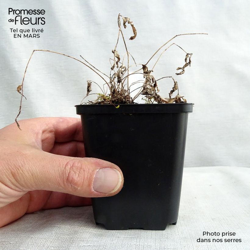 Osmunda regalis - Helecho real Maceta de 8/9 cm Ejemplar entregado en la primavera