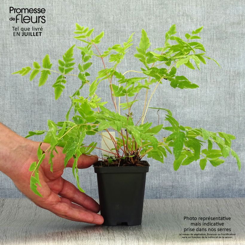 Ejemplar de Osmunda regalis Purpurascens - Helecho real Maceta de 8/9 cm entregado en verano