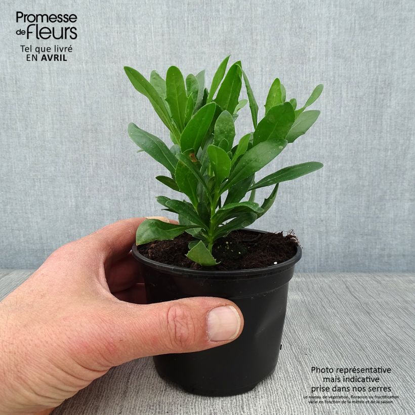 Osteospermum Flower Power Spider Purple - Margarita del Cabo Maceta de 10 cm/11 cm Ejemplar entregado en la primavera
