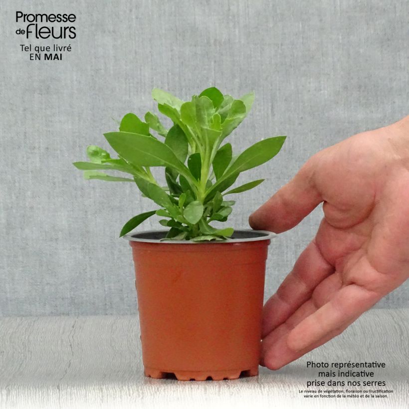 Osteospermum Summersmile Cream - Margarita del Cabo Maceta de 10 cm/11 cm Ejemplar entregado en la primavera