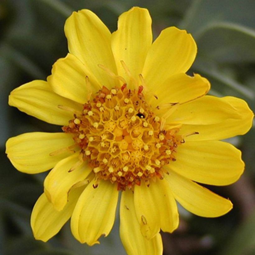 Azulín - Othonna cheirifolia (Floración)