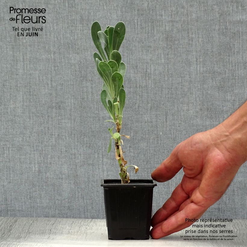 Ejemplar de Azulín - Othonna cheirifolia Maceta de 8/9 cm entregado en verano