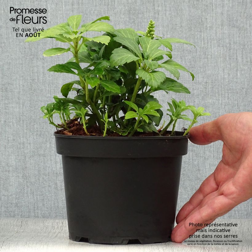 Ejemplar de Pachysandra terminalis Green Carpet - Diamante Maceta 2L/3L entregado en verano