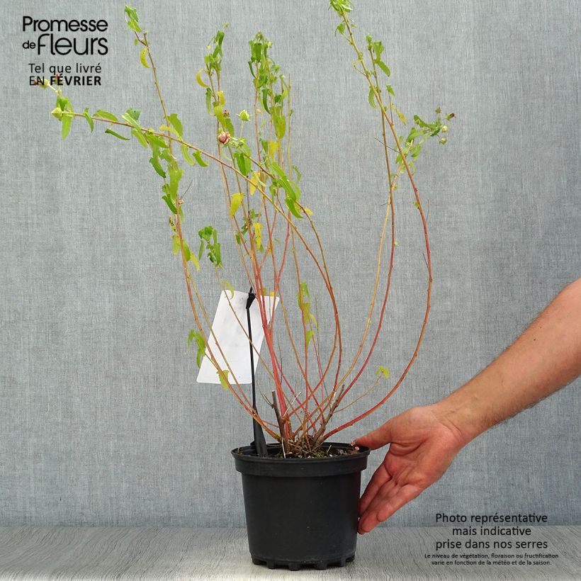 Ejemplar de Pavonia hastata Maceta 2L/3L entregado en otoño
