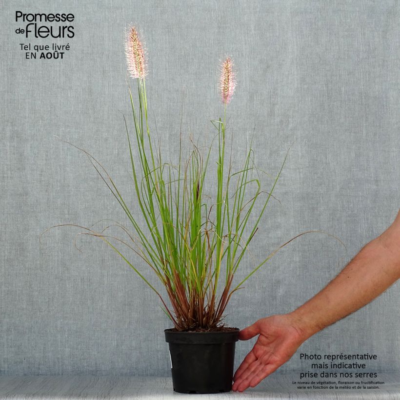 Ejemplar de Pennisetum alopecuroïdes Cassian Maceta 2L/3L entregado en verano