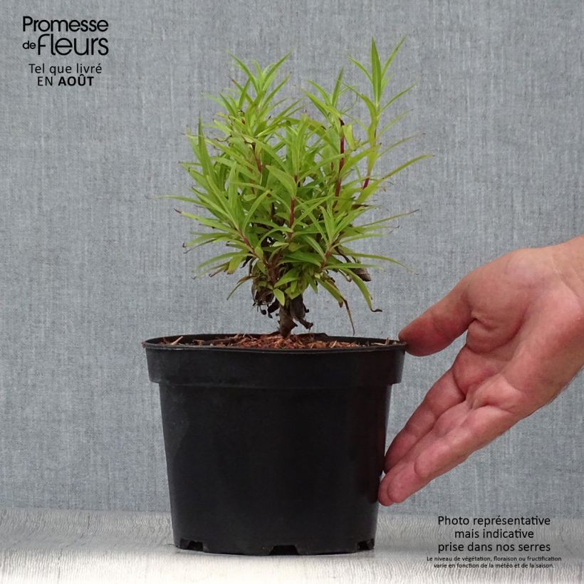 Ejemplar de Penstemon Blackbird Maceta 2L/3L entregado en verano