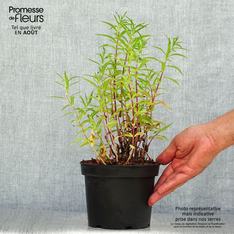 Ejemplar de Penstemon Sour Grapes Maceta 2L/3L entregado en verano