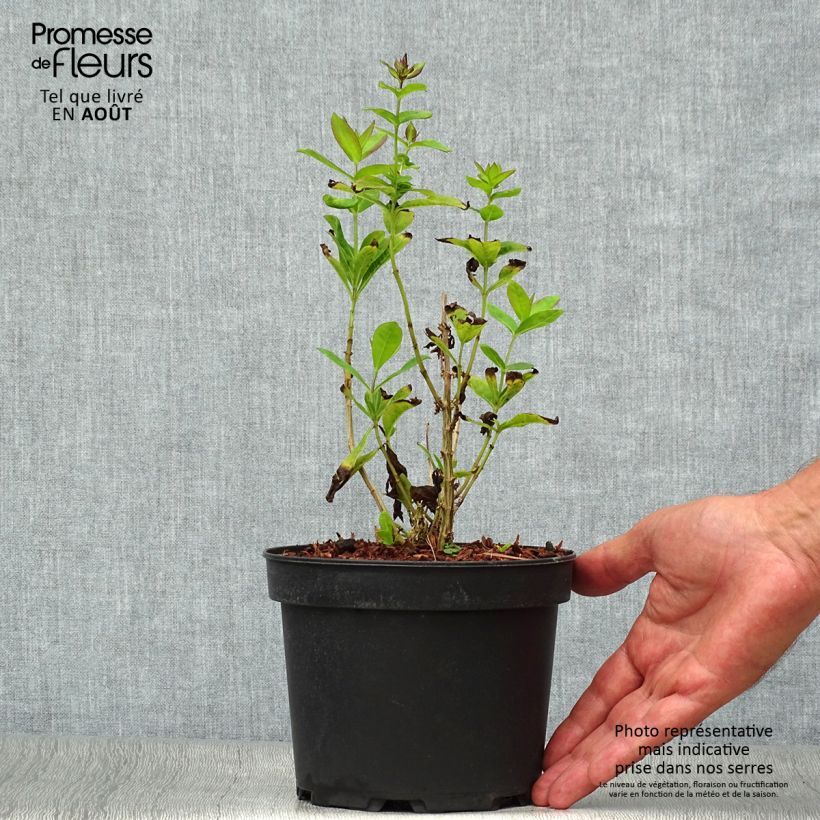 Ejemplar de Phlox paniculata Amethyst en pot de 2L/3L entregado en verano