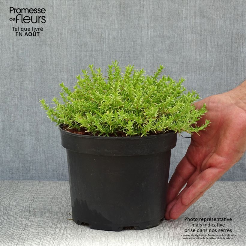 Ejemplar de Phlox douglasii Lilac Cloud Maceta 2L/3L entregado en verano