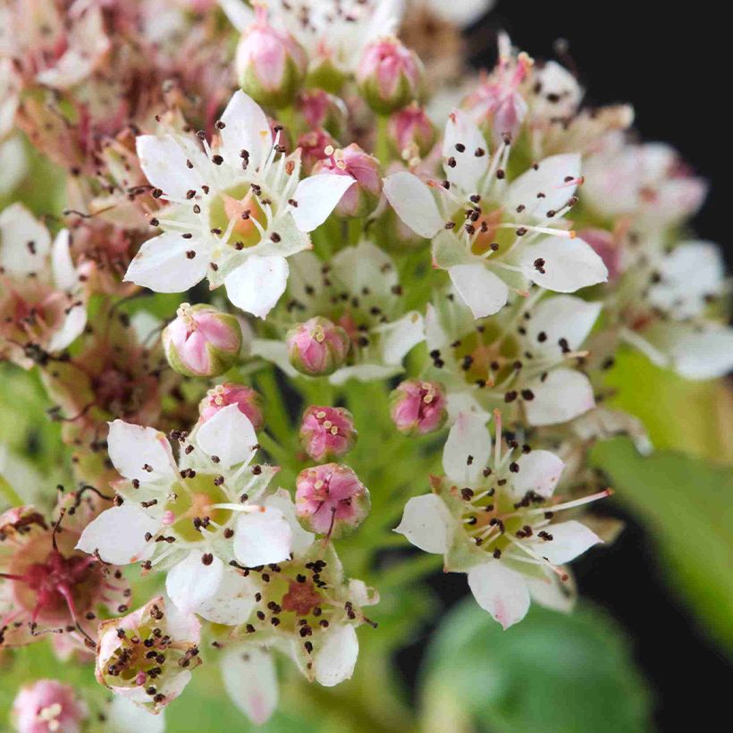 Physocarpus opulifolius Raspberry Lemonade (Floración)