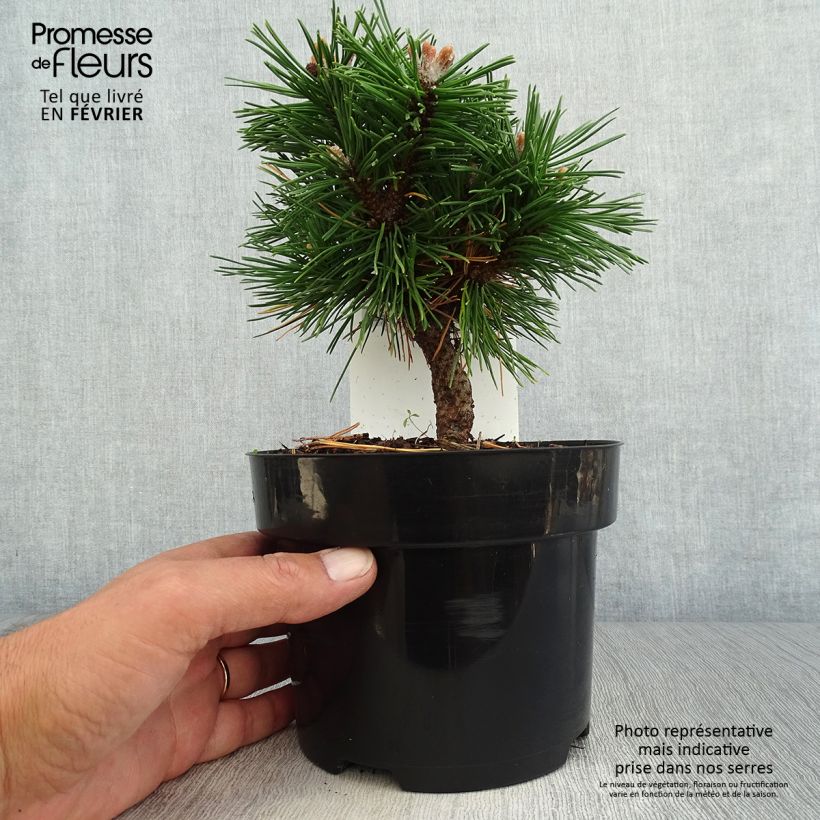 Ejemplar de Pino negro Benjamin - Pinus mugo Maceta 2L/3L entregado en otoño