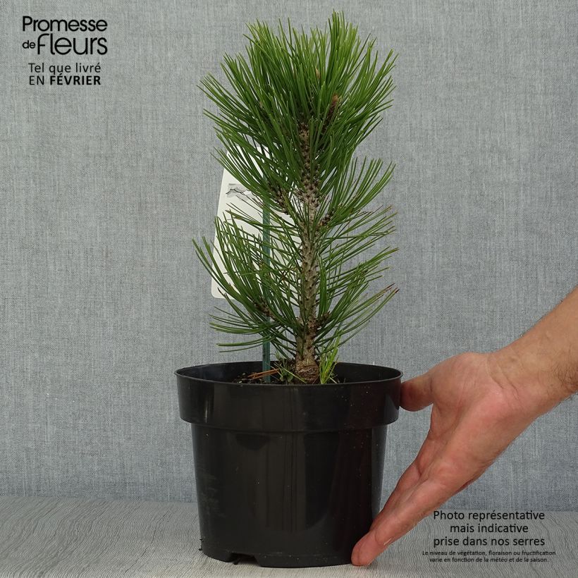 Ejemplar de Pinus heldreichii Malinkii - Pino de los Balcanes Maceta 2L/3L entregado en otoño